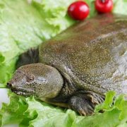 甲魚(yú)